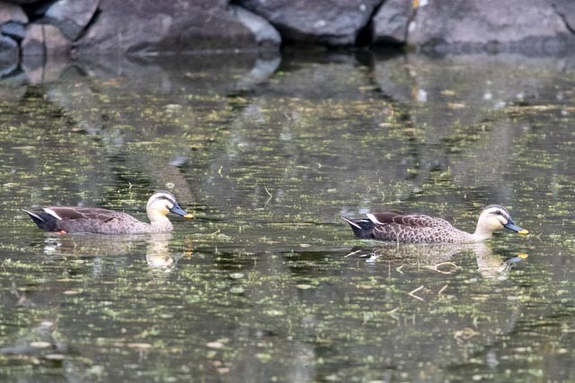 Зэрлэгшир нугас - ML644455641