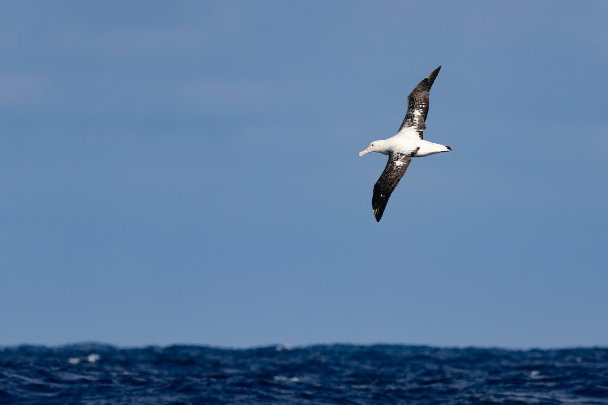 Antipodean Albatross (Gibson's) - ML644455642