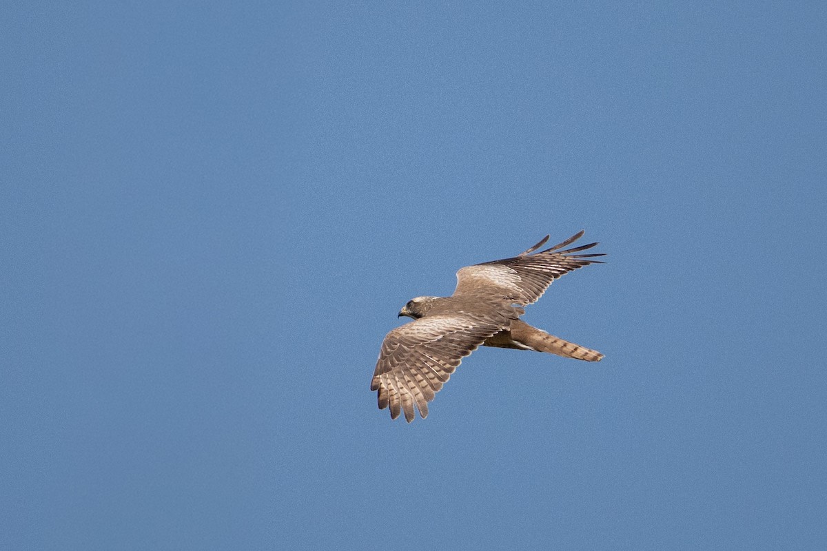 White-eyed Buzzard - ML644455644