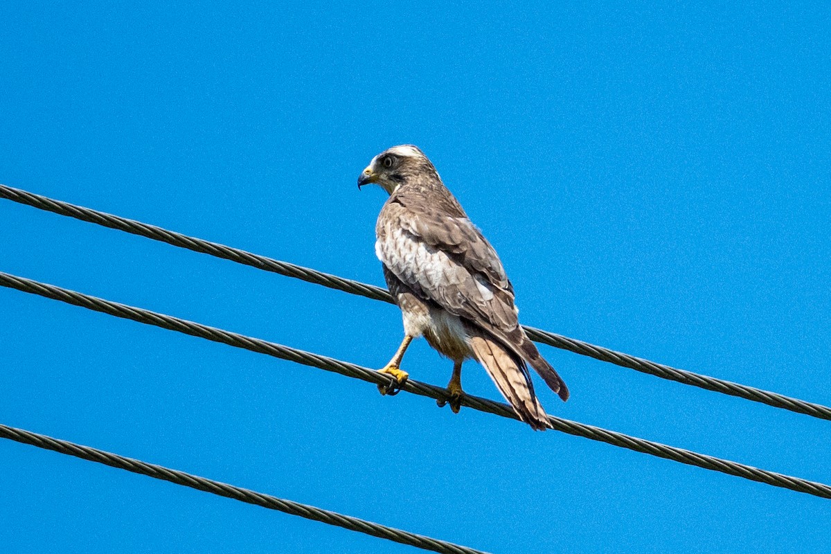 White-eyed Buzzard - ML644455645