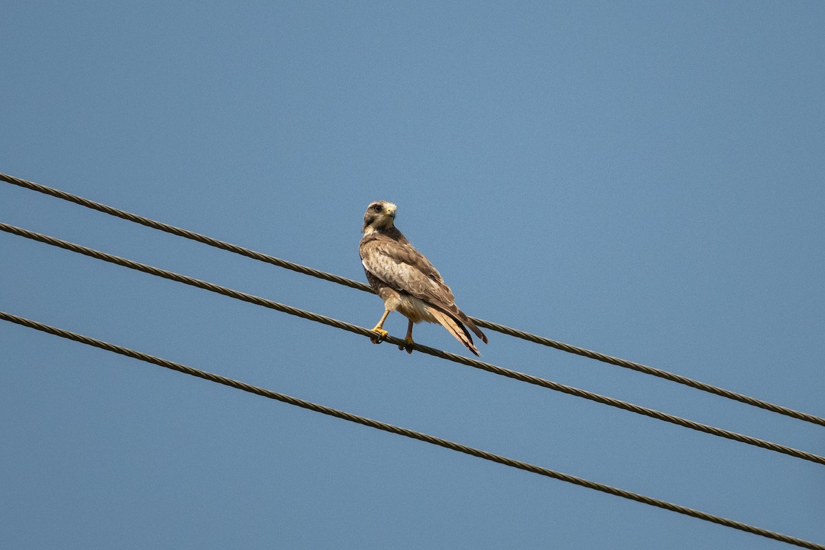 White-eyed Buzzard - ML644455646
