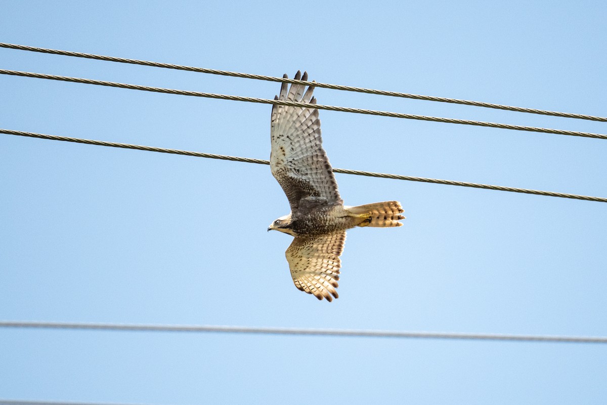 White-eyed Buzzard - ML644455647