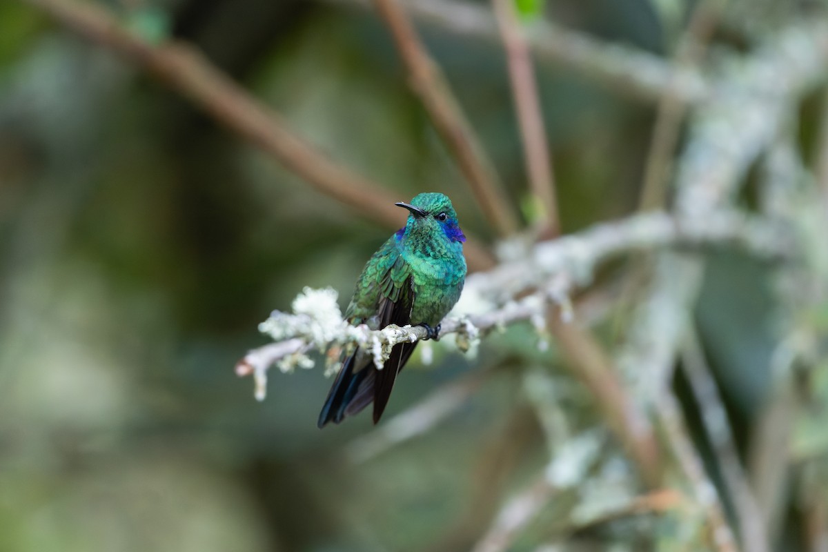 Lesser Violetear - ML644455648