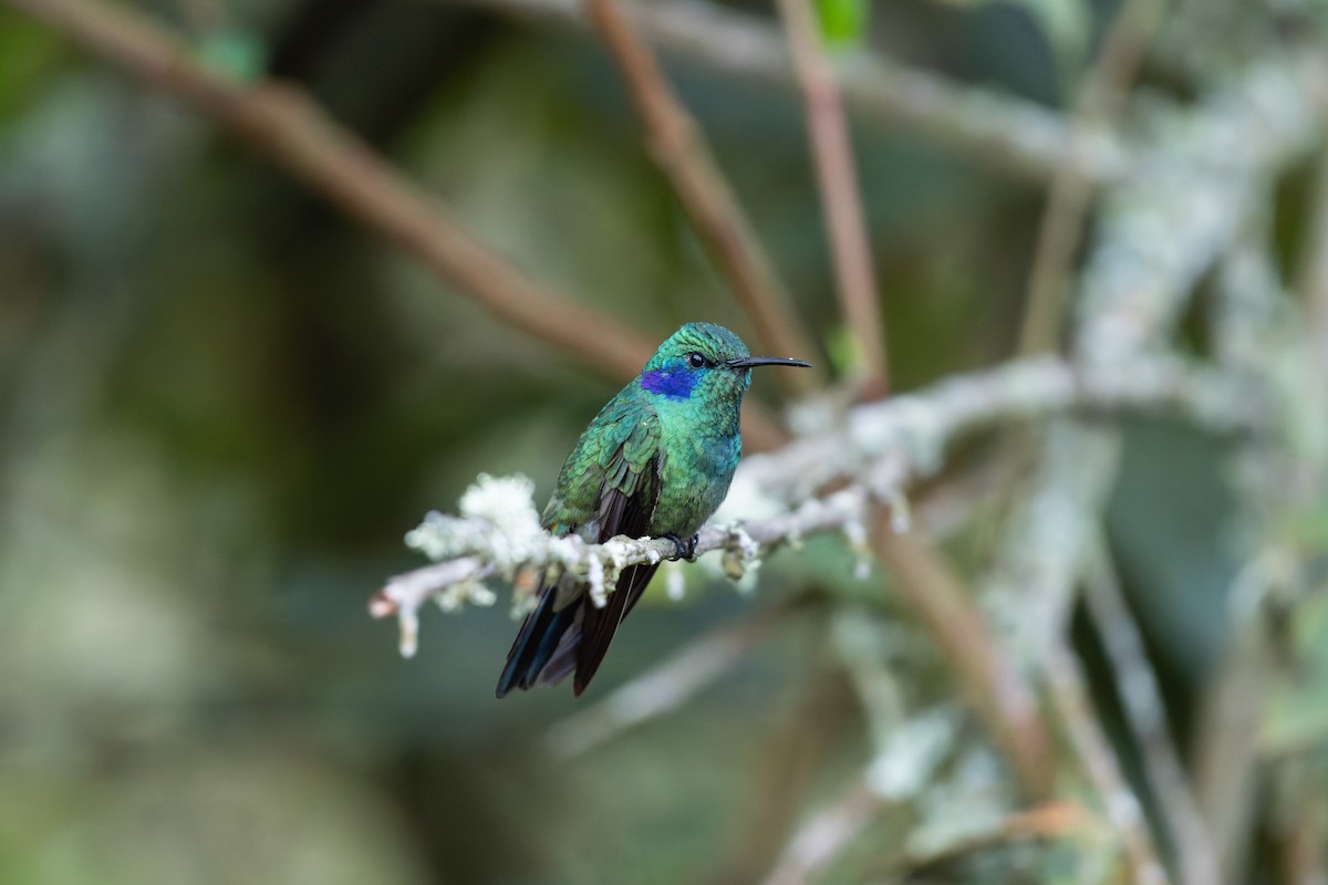 Lesser Violetear - ML644455649