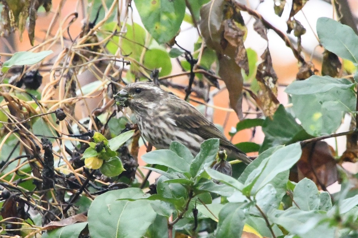Purple Finch - ML644455650