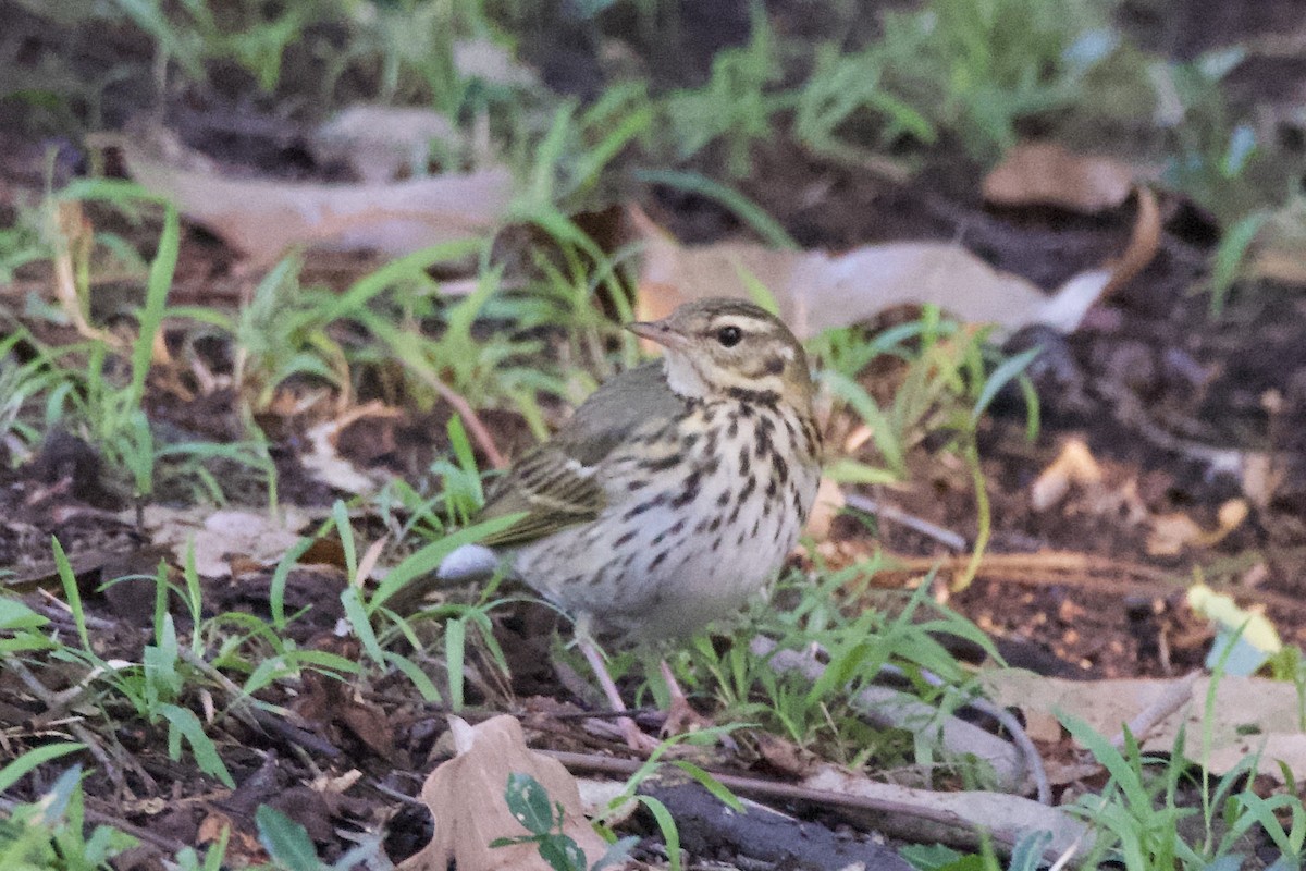 Бөртөт шийхнүүхэй - ML644455656