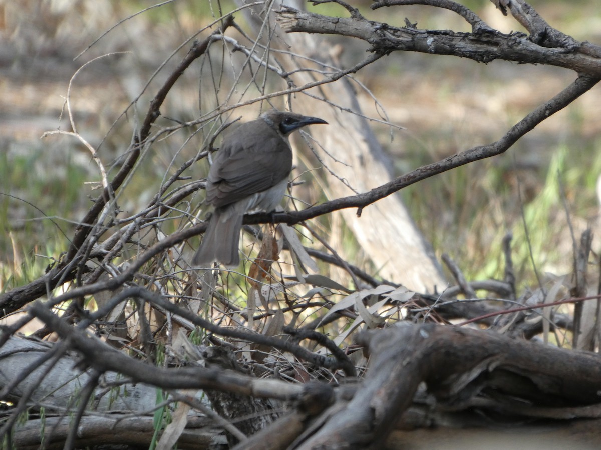 Little Friarbird - ML644455659