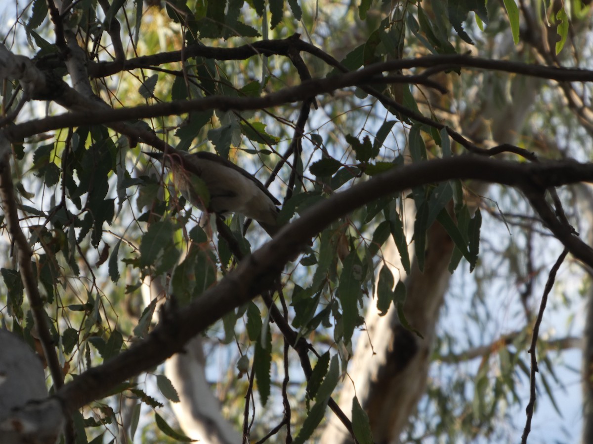 Little Friarbird - ML644455660