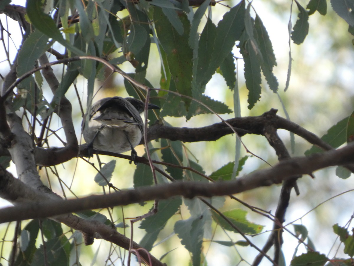 Little Friarbird - ML644455662