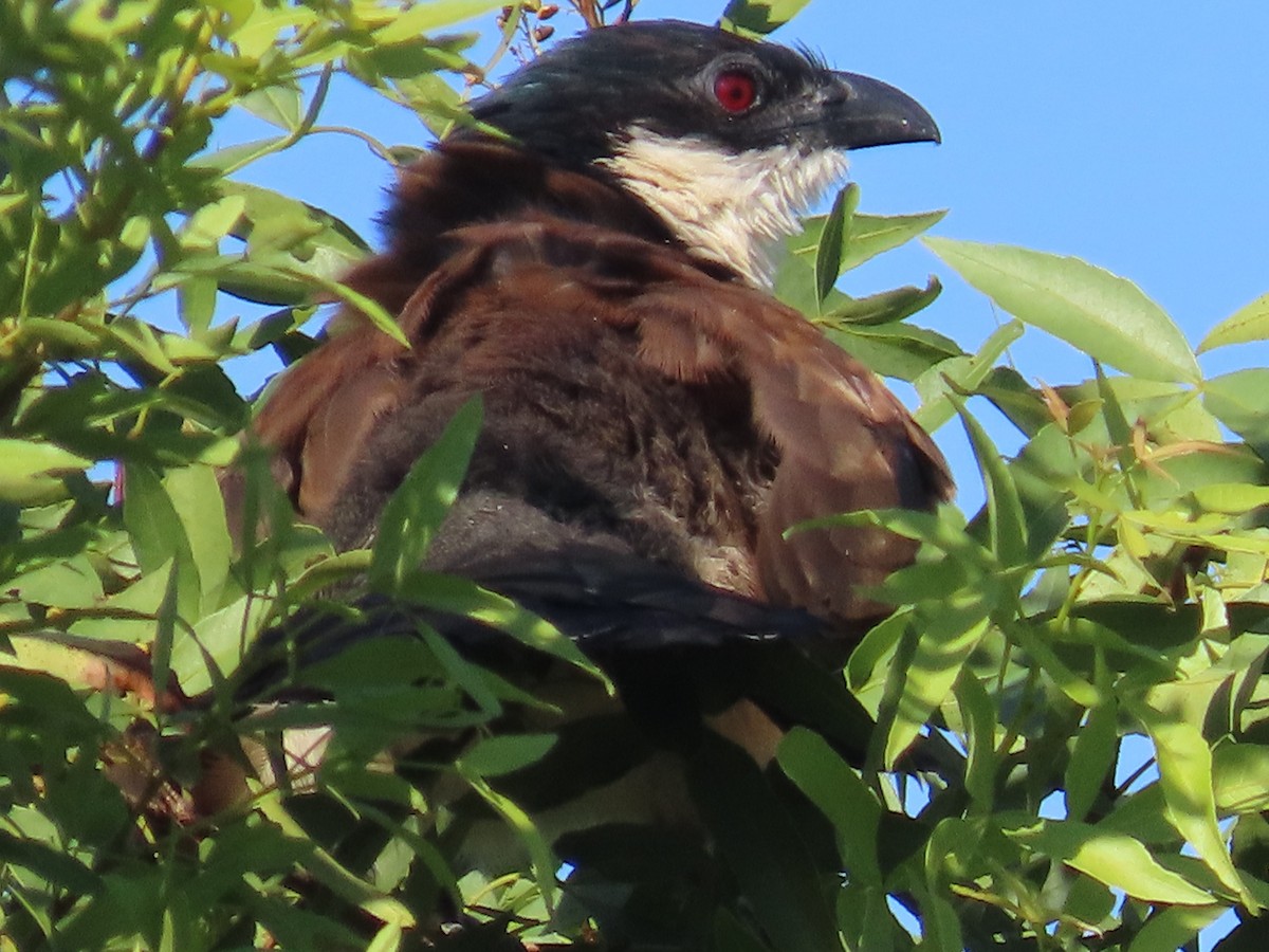 Burchell's Coucal - ML644455664