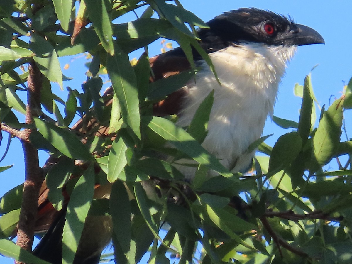 Burchell's Coucal - ML644455665