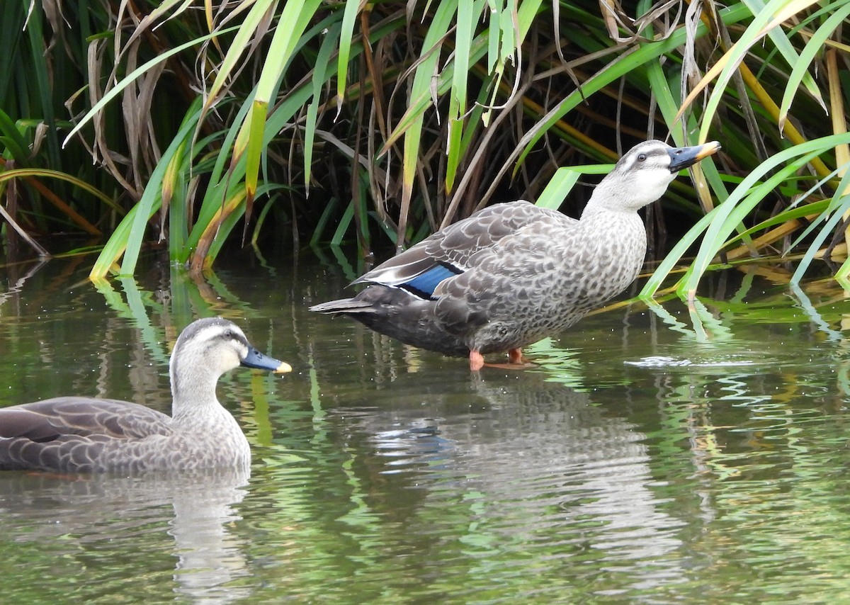 Зэрлэгшир нугас - ML644455666