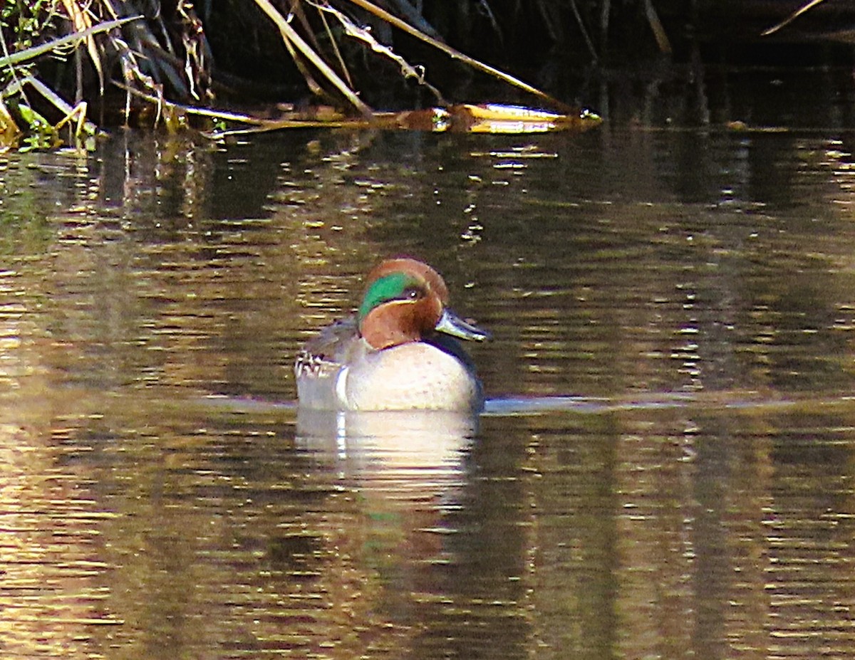 Ногоохон нугас - ML644455667