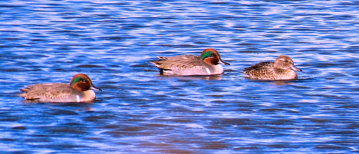 Ногоохон нугас - ML644455668