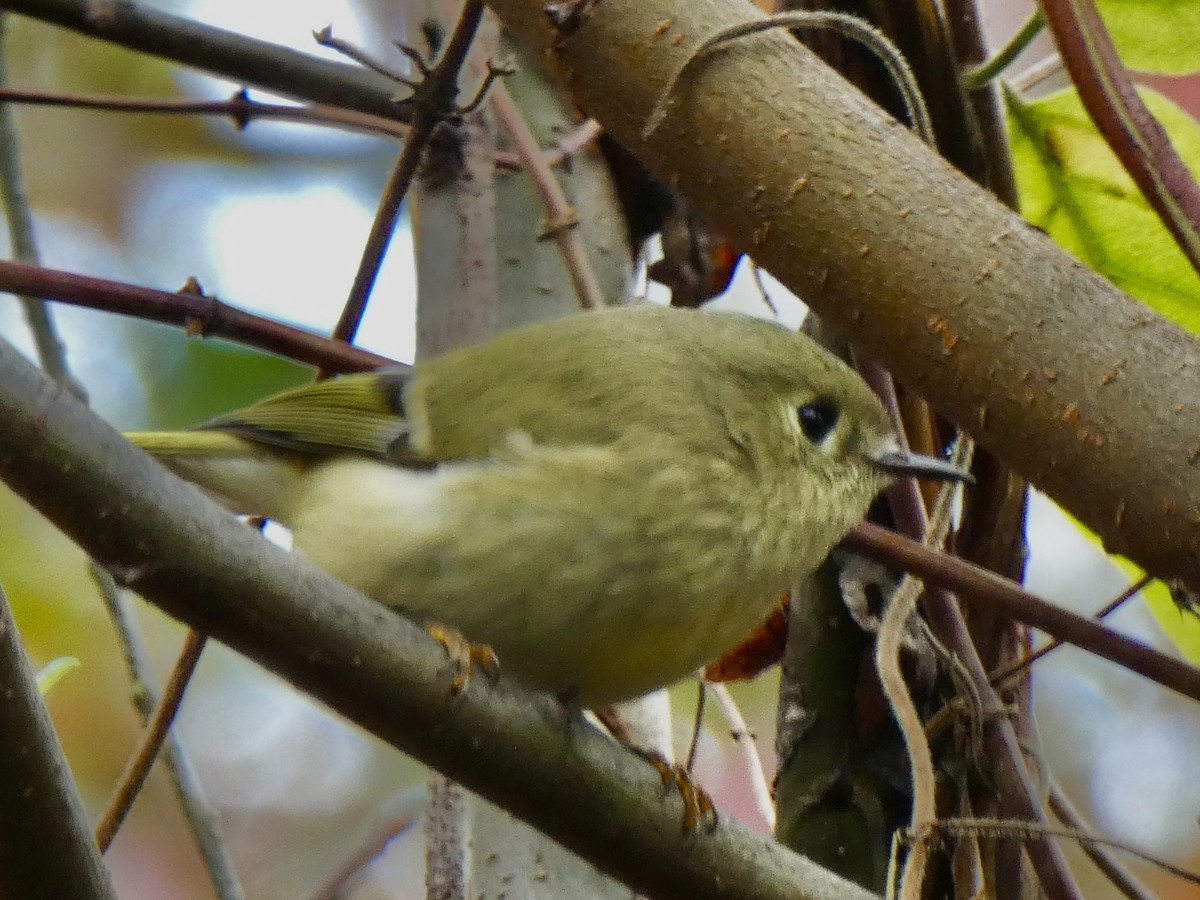 Ruby-crowned Kinglet - ML644455669