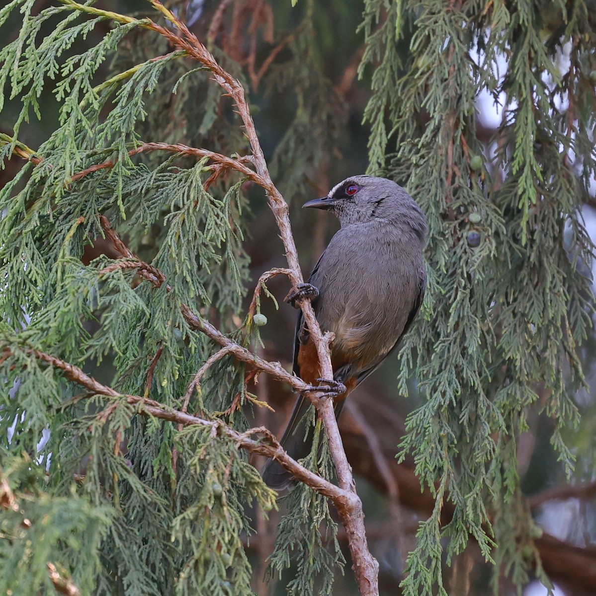 Abyssinian Catbird - ML644455673