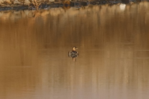 Халтар шунгуур - ML644455674