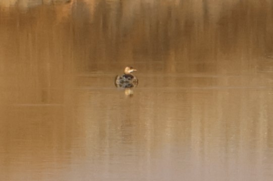 Халтар шунгуур - ML644455675