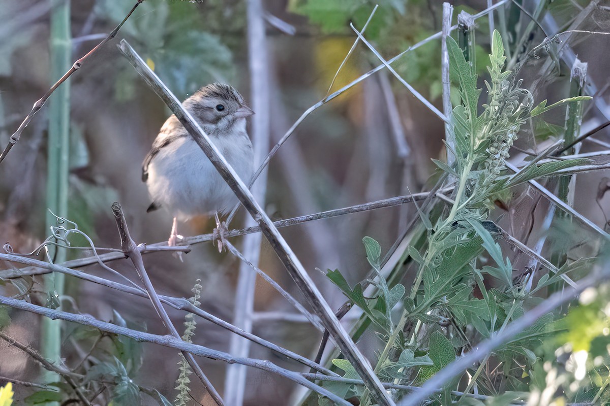 Clay-colored Sparrow - ML644455676