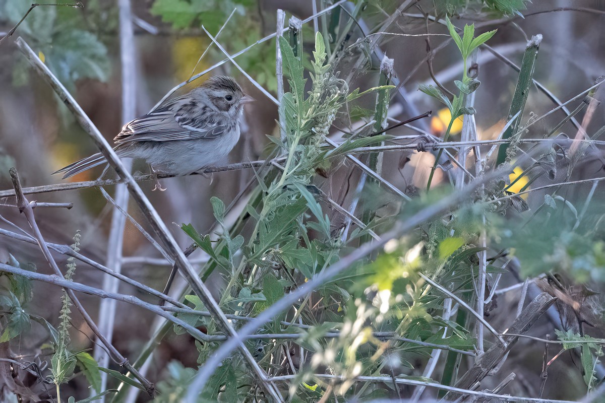 Clay-colored Sparrow - ML644455677