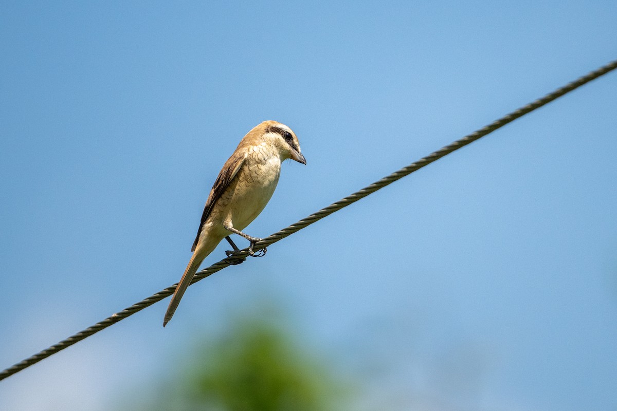 Pie-grièche brune - ML644455678