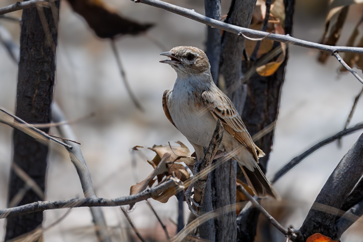 Fawn-colored Lark (Fawn-colored) - ML644455679