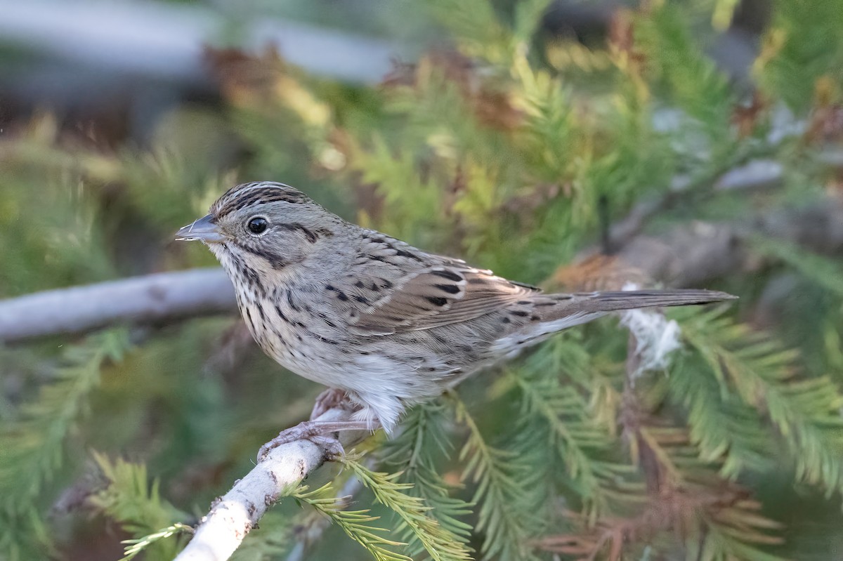 Lincoln's Sparrow - ML644455680
