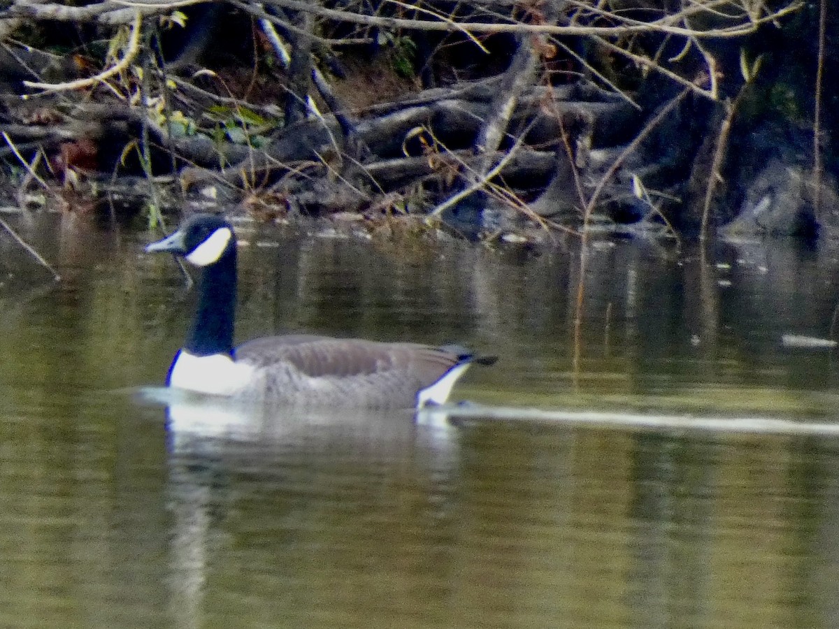 Branta kanadar handia - ML644455682