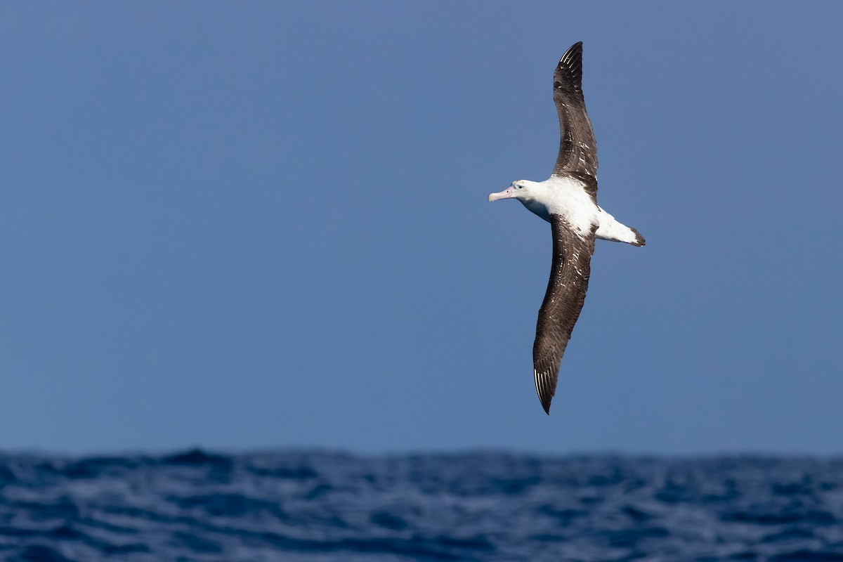 Antipodean Albatross (Gibson's) - ML644455683