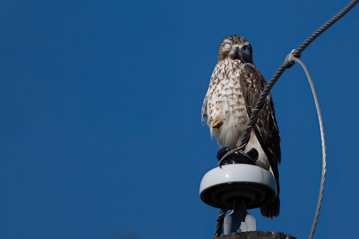Red-shouldered Hawk - ML644455685