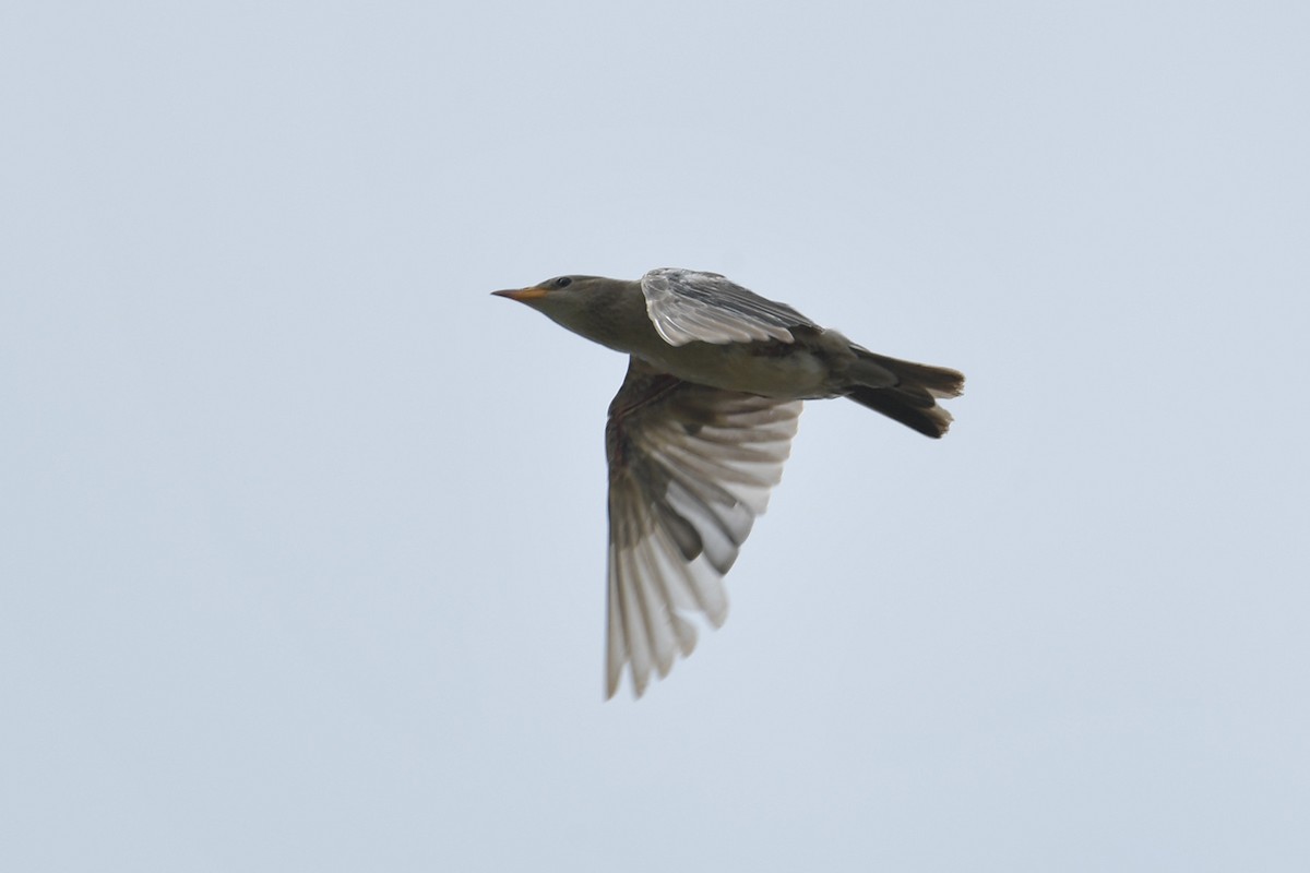 Rosy Starling - ML644455689