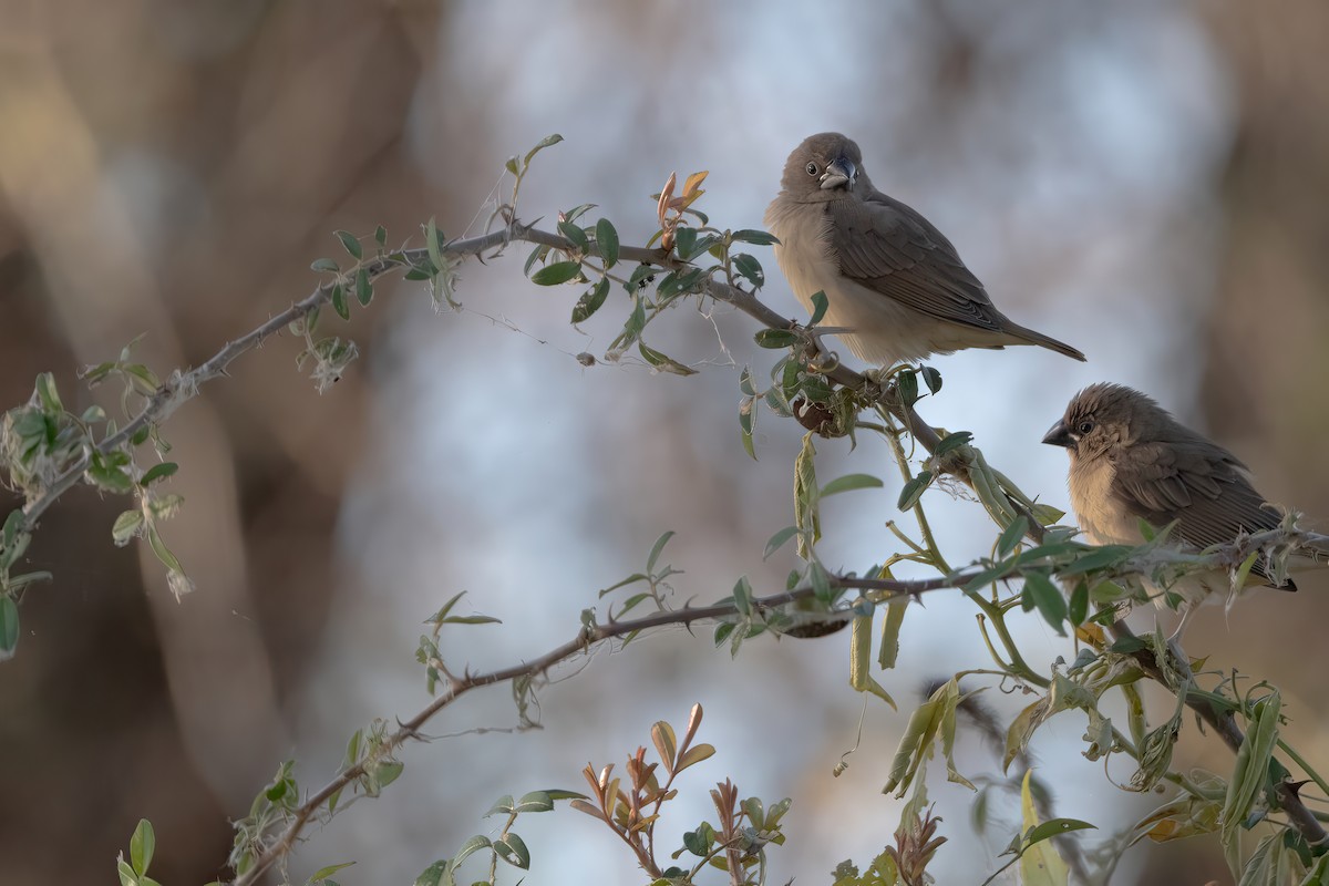 Scaly-breasted Munia - ML644455691