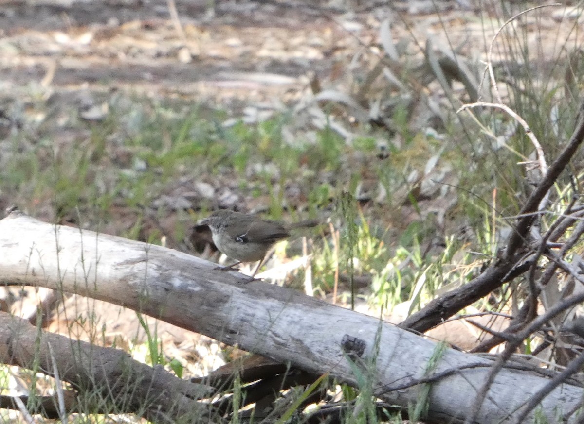 White-browed Scrubwren (White-browed) - ML644455697