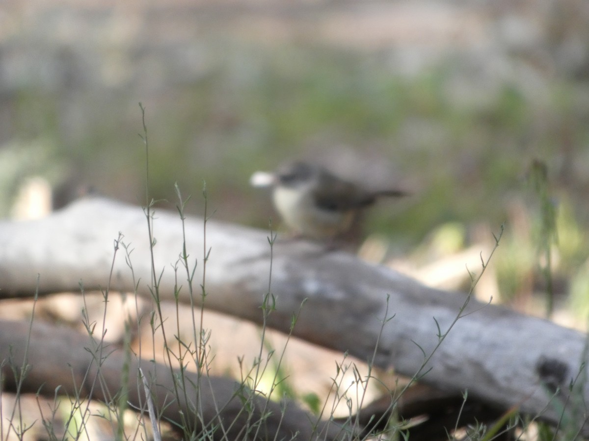 White-browed Scrubwren (White-browed) - ML644455698