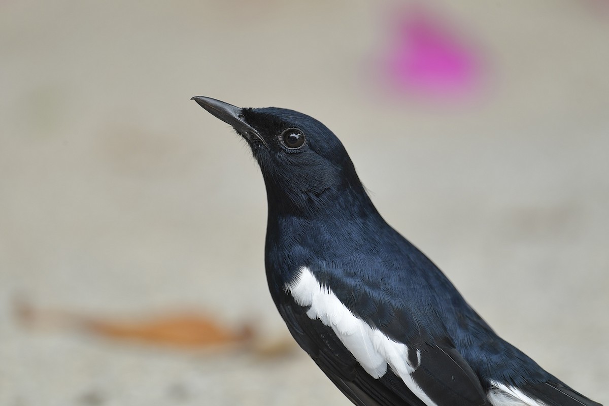 Oriental Magpie-Robin - ML644455705