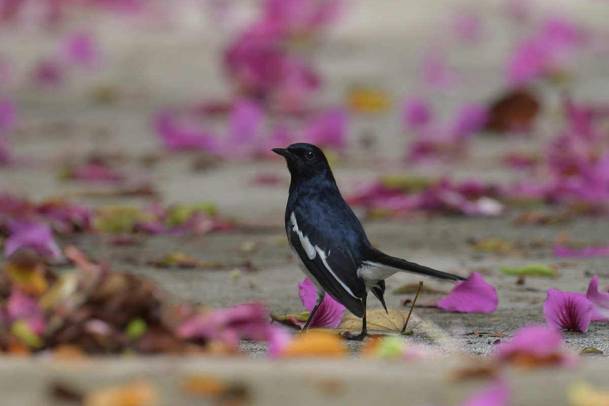 Oriental Magpie-Robin - ML644455706