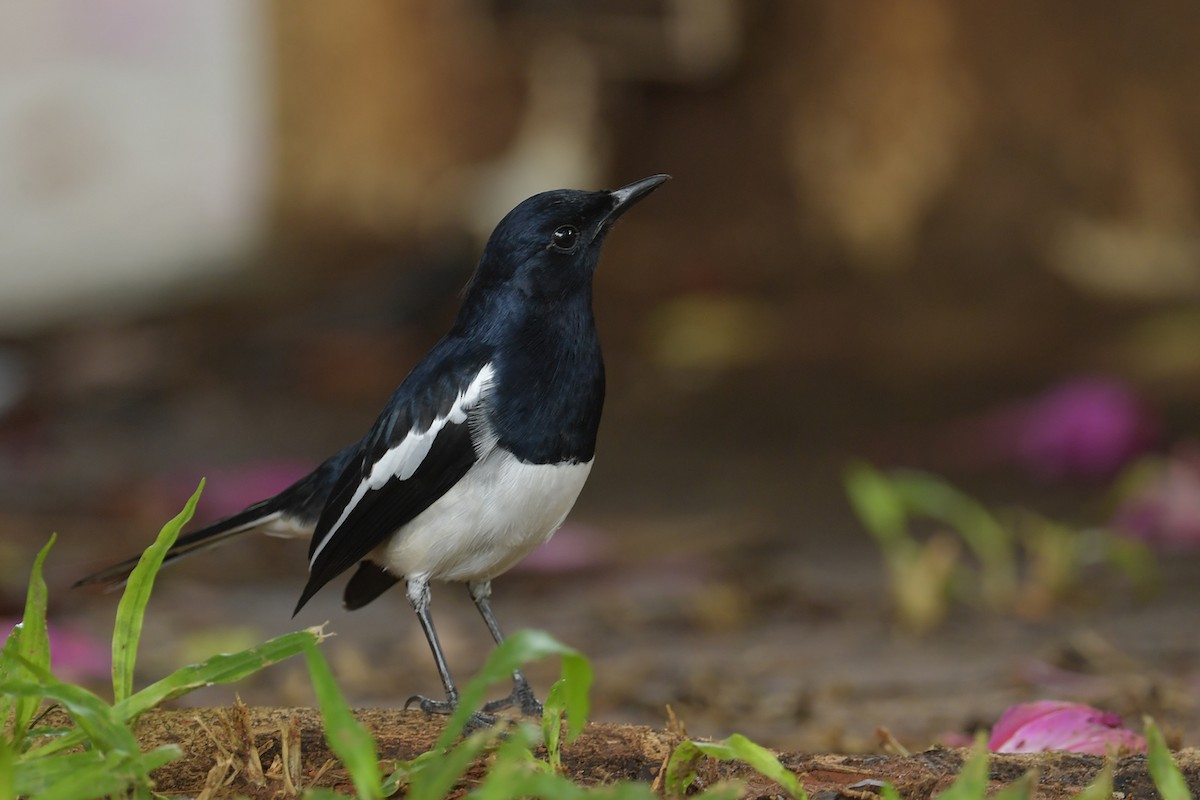 Oriental Magpie-Robin - ML644455707