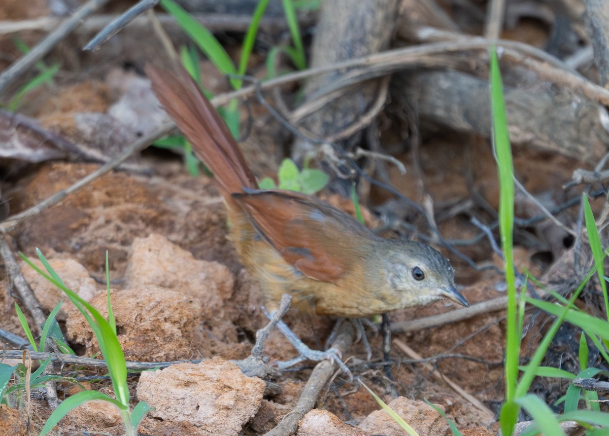 White-lored Spinetail - ML644455708