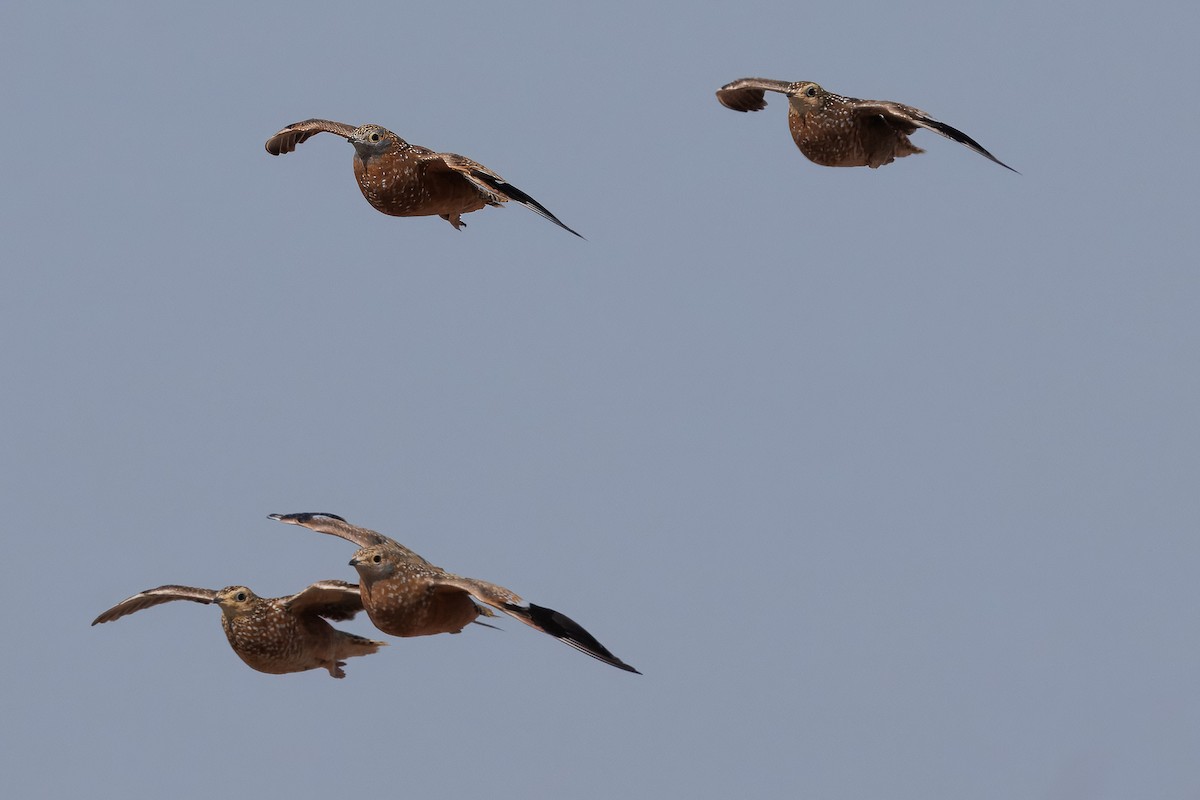 stepokur kropenatý - ML644455713