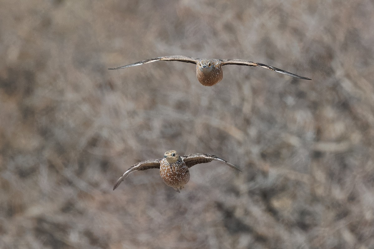stepokur kropenatý - ML644455714