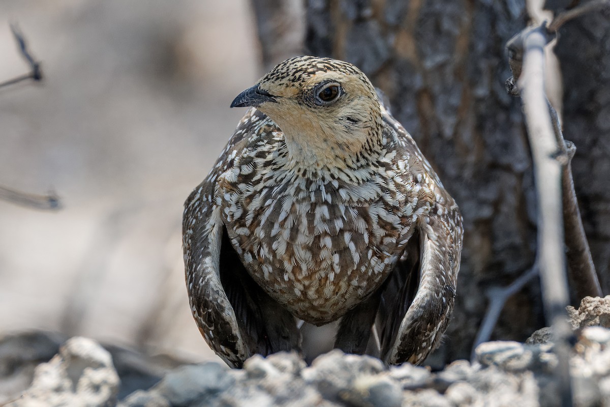 stepokur kropenatý - ML644455715