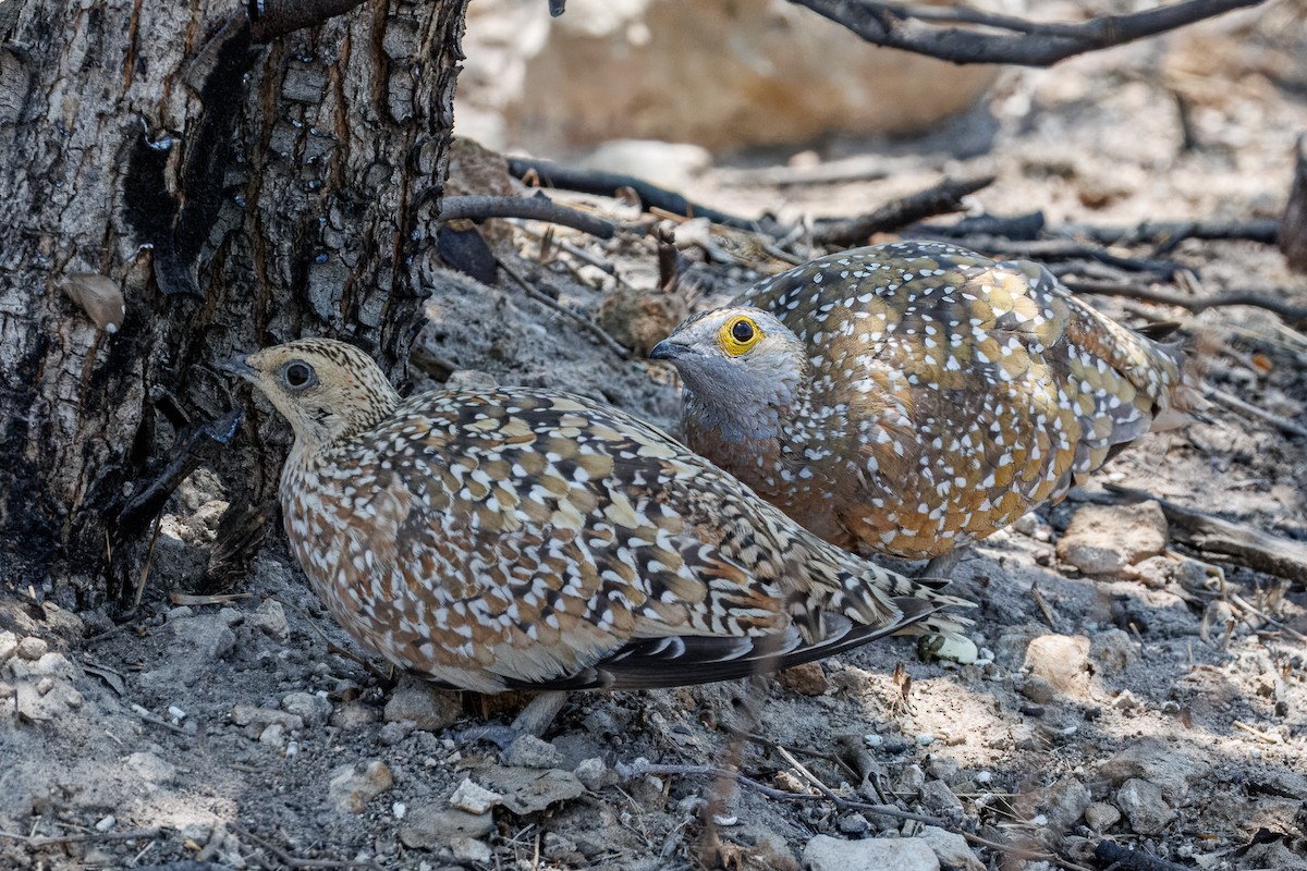 stepokur kropenatý - ML644455716