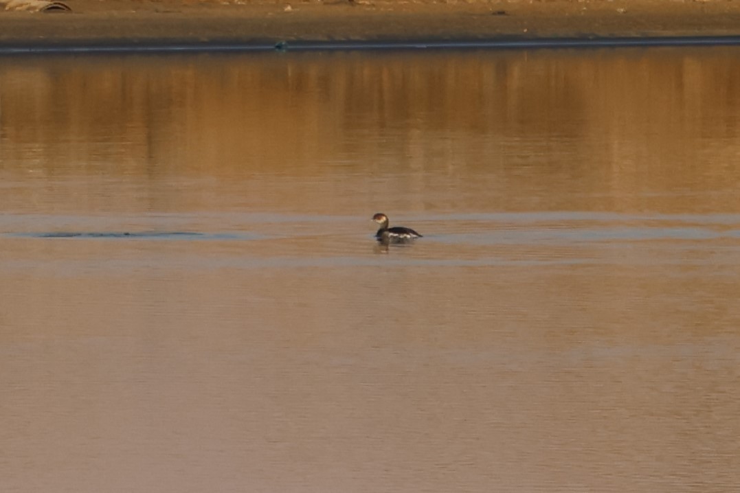 Халтар шунгуур - ML644455720