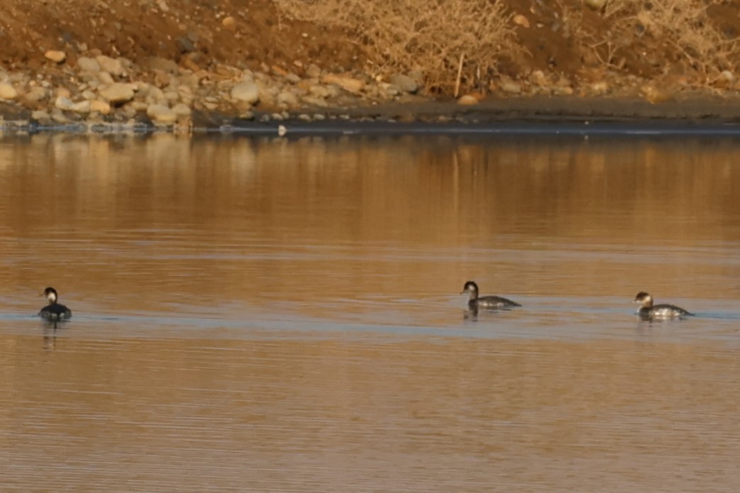 Халтар шунгуур - ML644455721