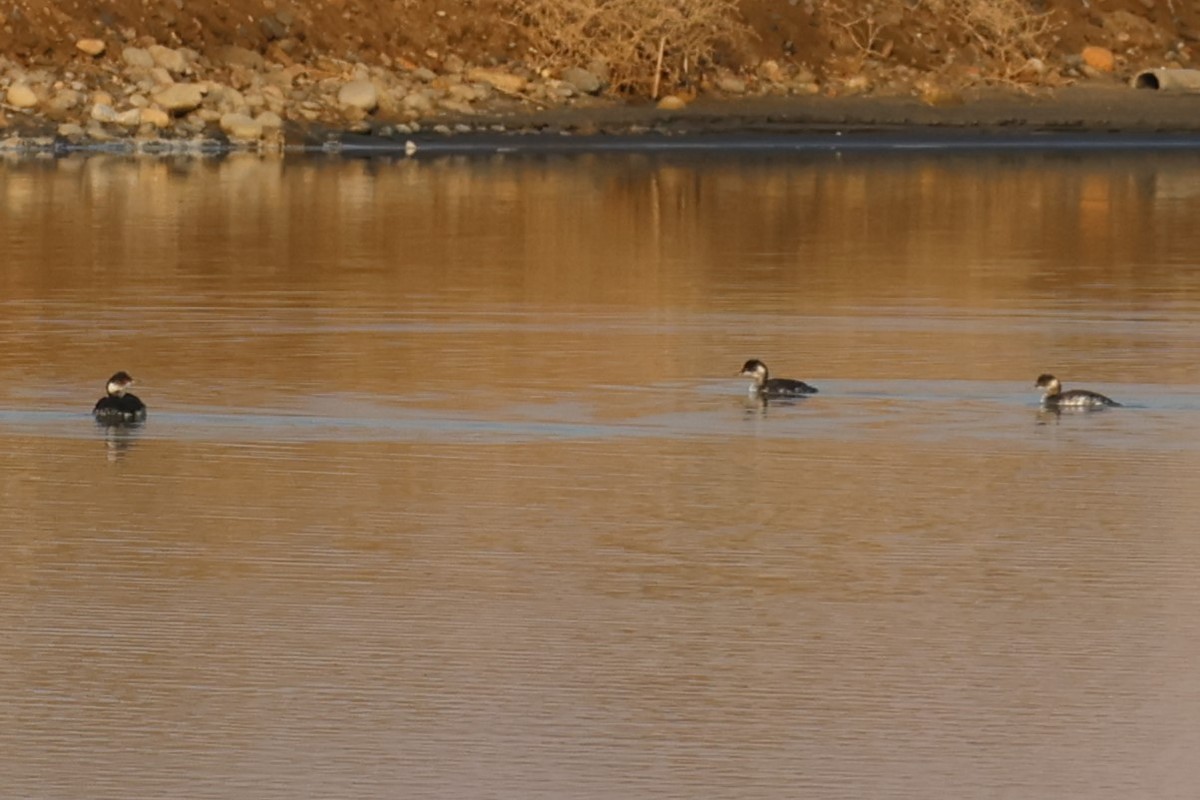 Халтар шунгуур - ML644455722