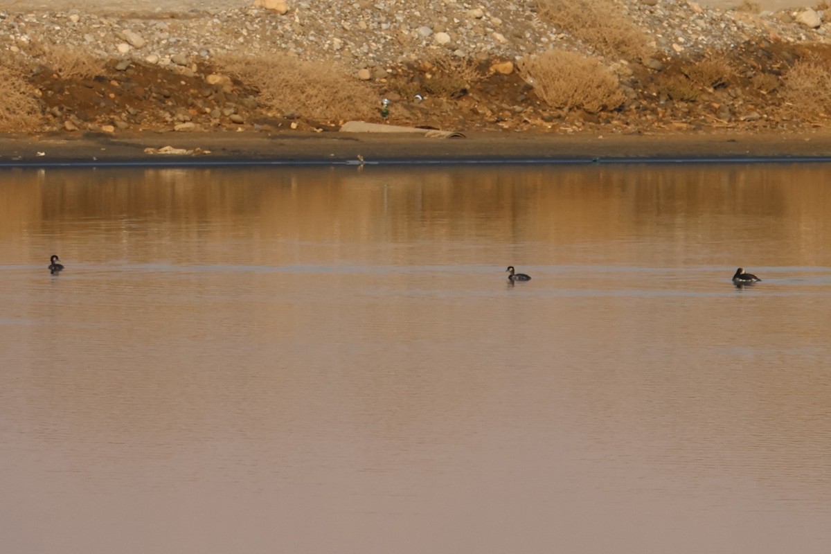 Халтар шунгуур - ML644455723