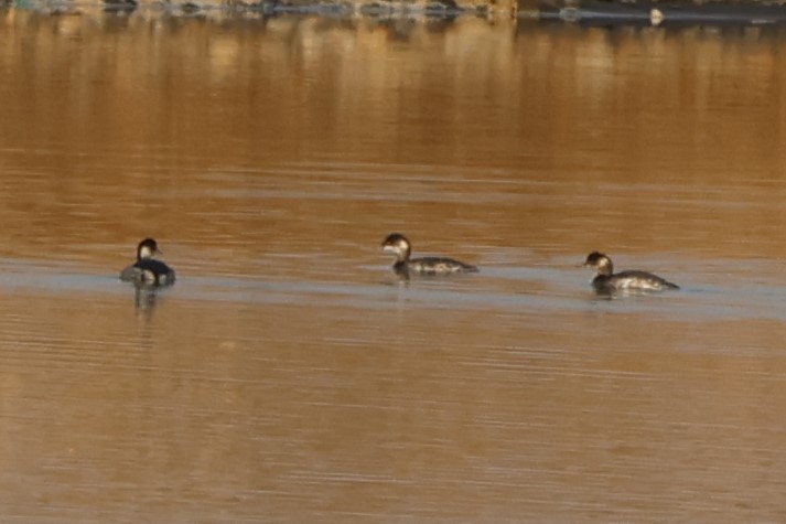 Халтар шунгуур - ML644455726