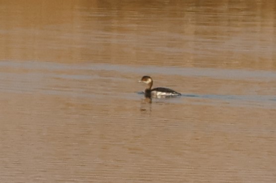 Халтар шунгуур - ML644455729