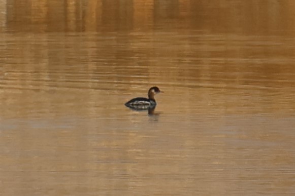 Халтар шунгуур - ML644455730