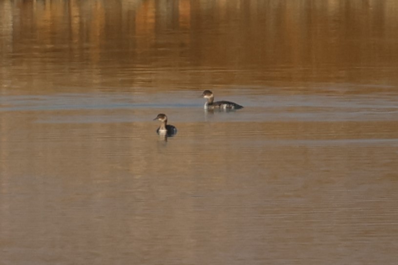 Халтар шунгуур - ML644455732